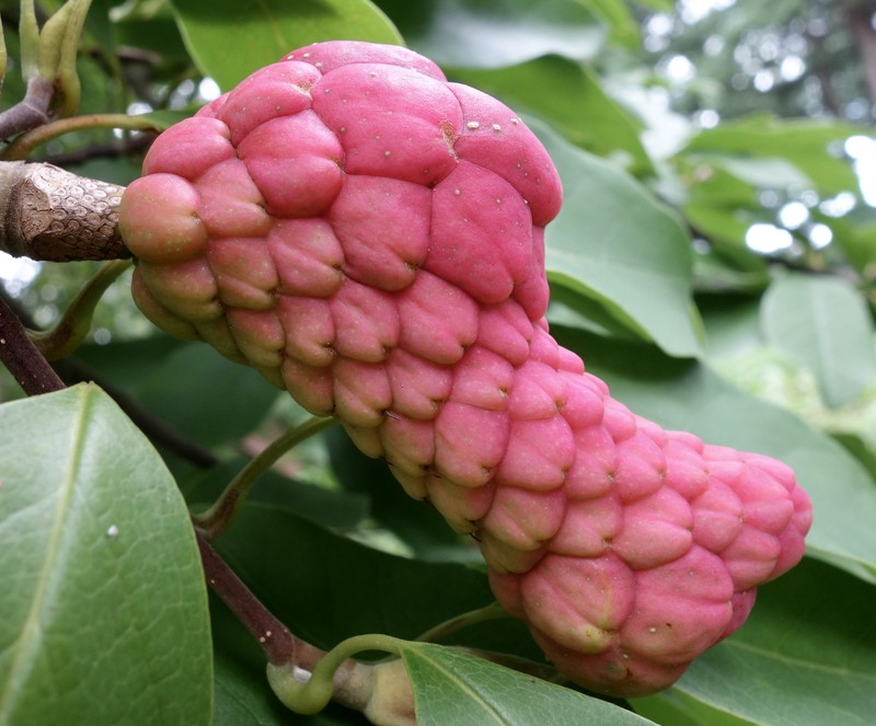 Magnolia cylindrica photo 4