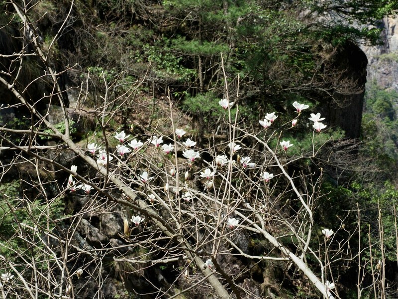 Magnolia cylindrica photo 5