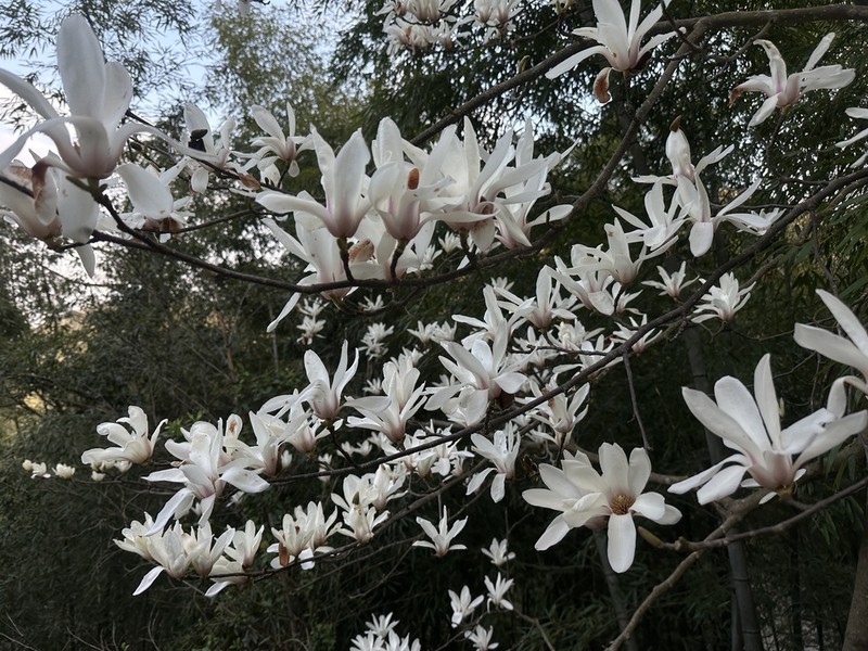 Magnolia cylindrica photo 6