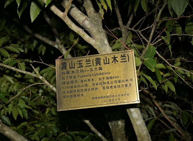 Magnolia cylindrica photo 7
