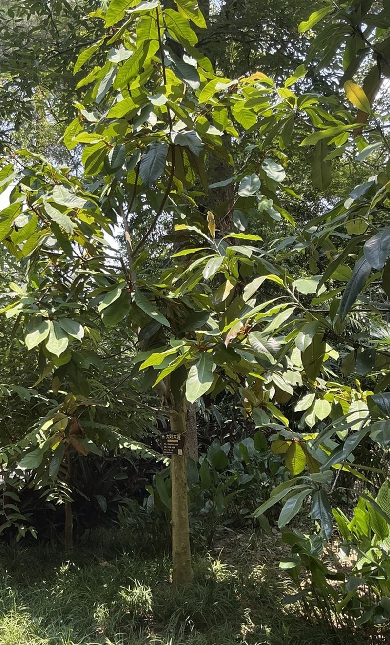 Magnolia dandyi