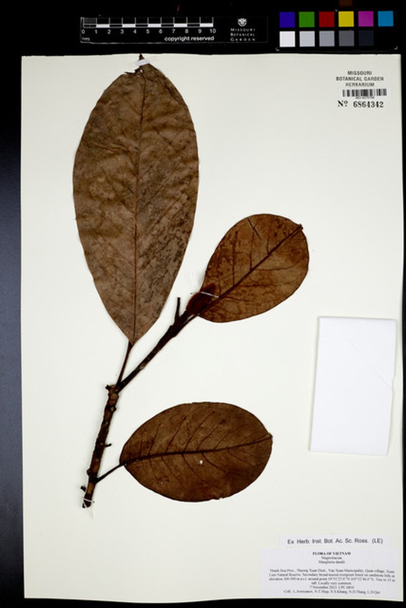 Magnolia dandyi photo 3