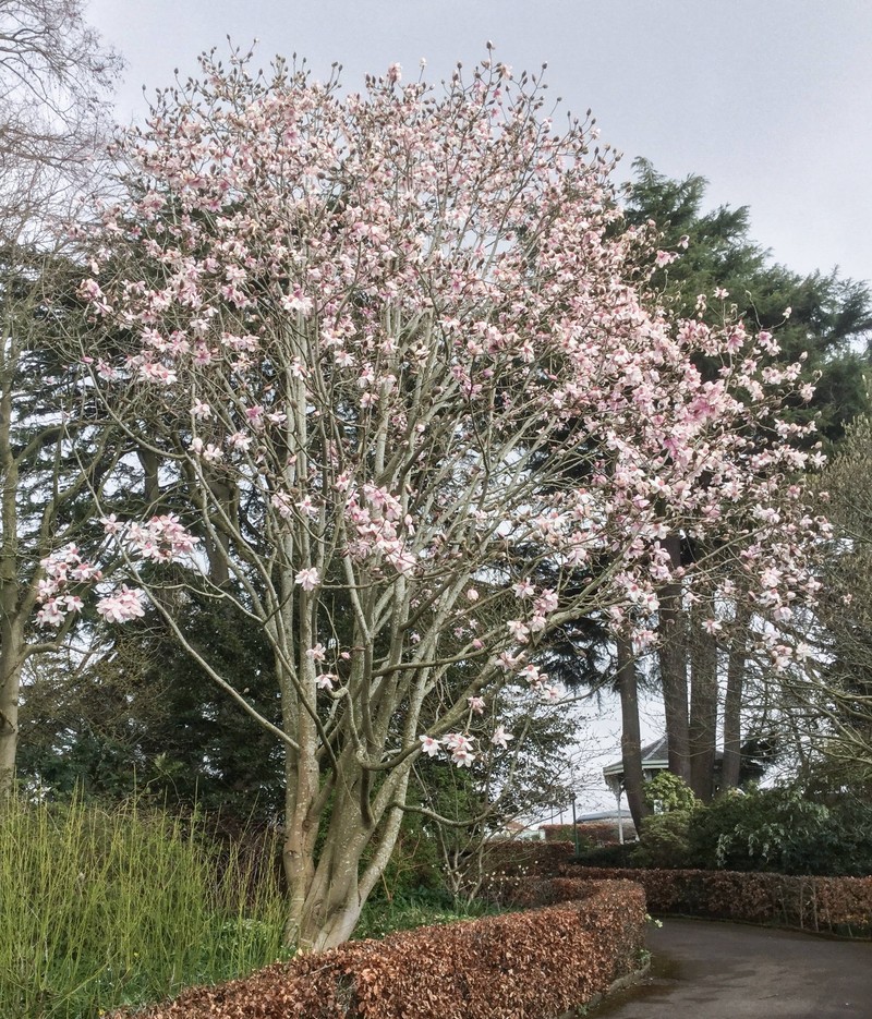 Magnolia dawsoniana
