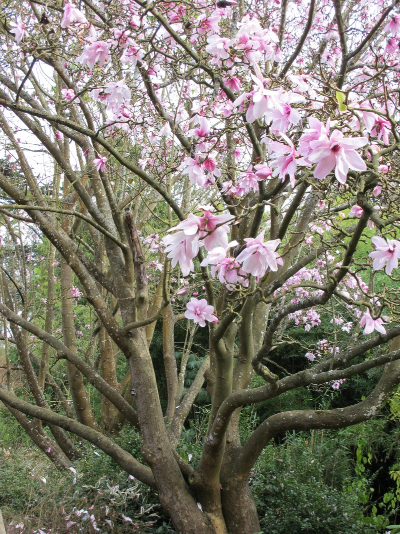 Magnolia dawsoniana photo 2
