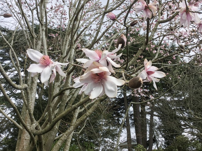 Magnolia dawsoniana photo 3