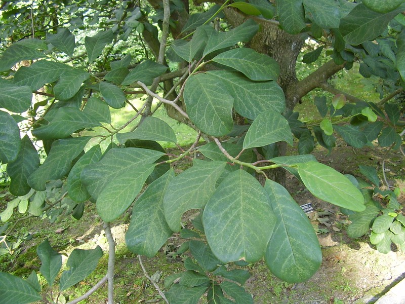 Magnolia dawsoniana photo 4