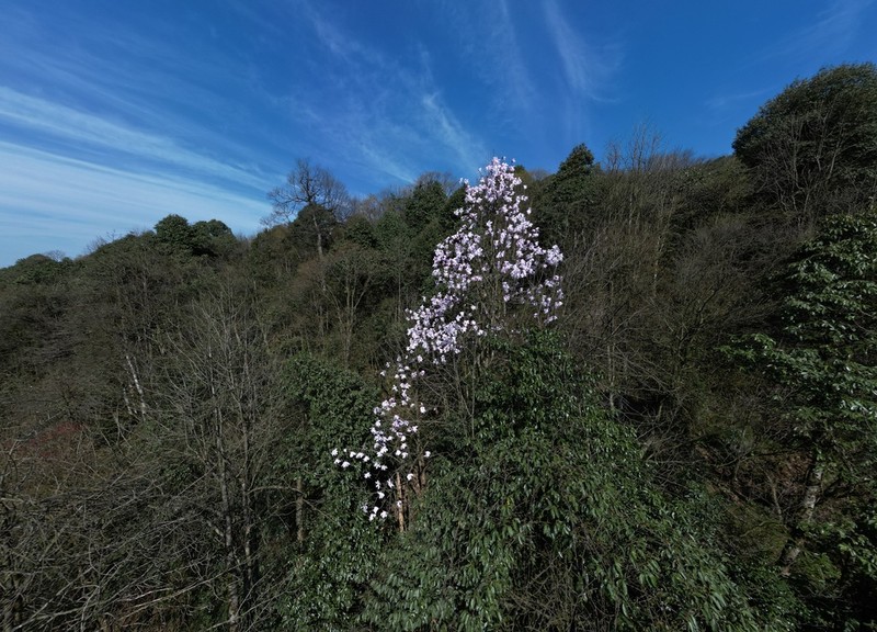 Magnolia dawsoniana photo 5