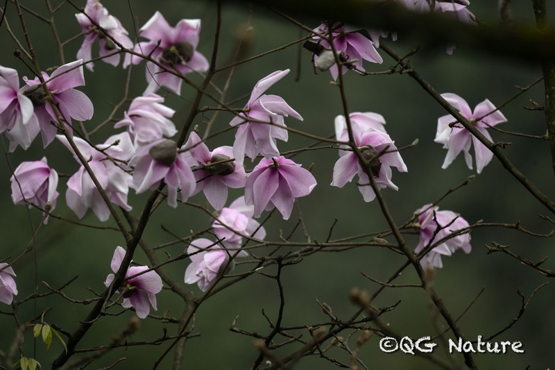 Magnolia dawsoniana photo 6