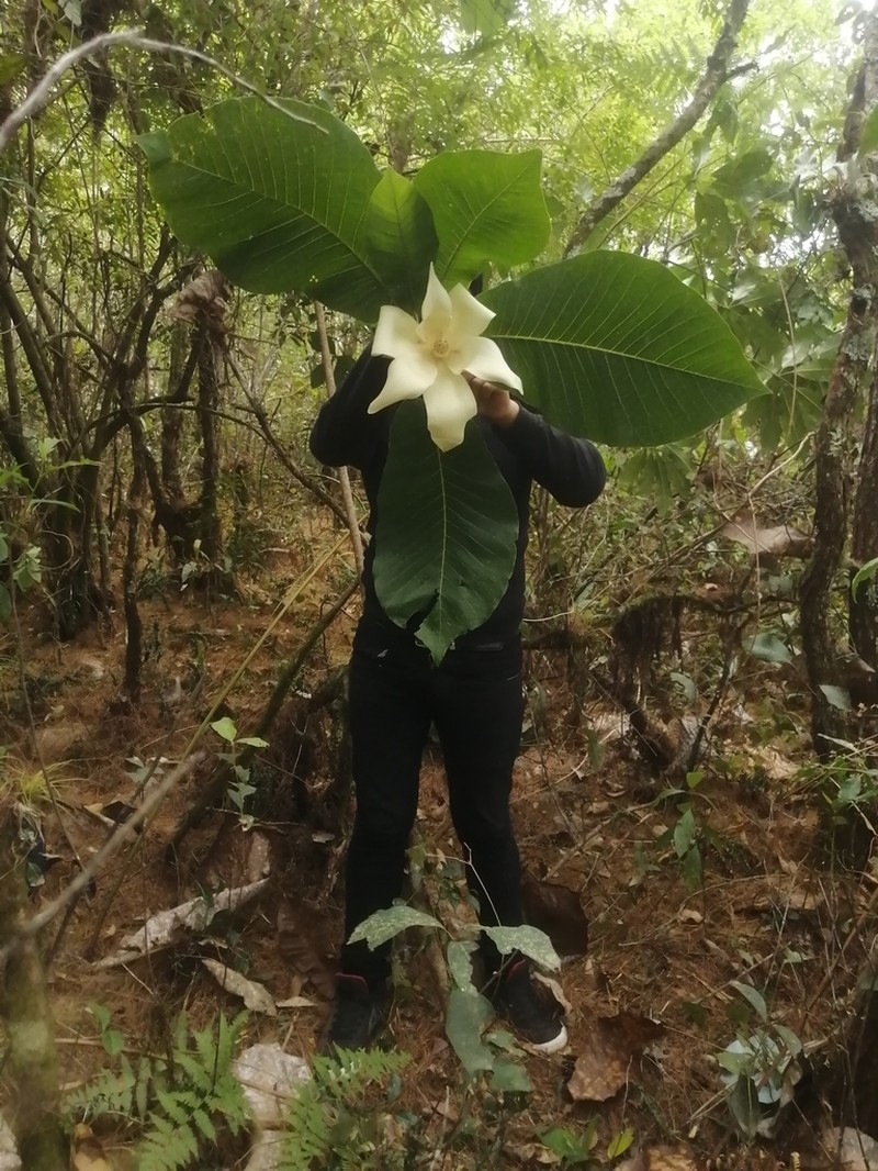 Cloudforest Magnolia photo 2