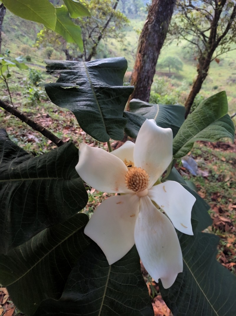 Cloudforest Magnolia photo 3