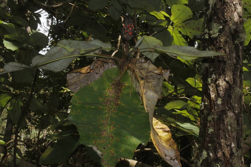 Cloudforest Magnolia photo 4