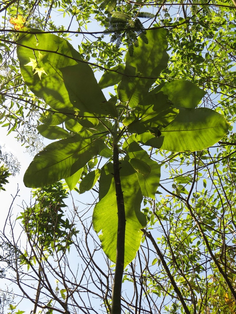 Cloudforest Magnolia photo 5