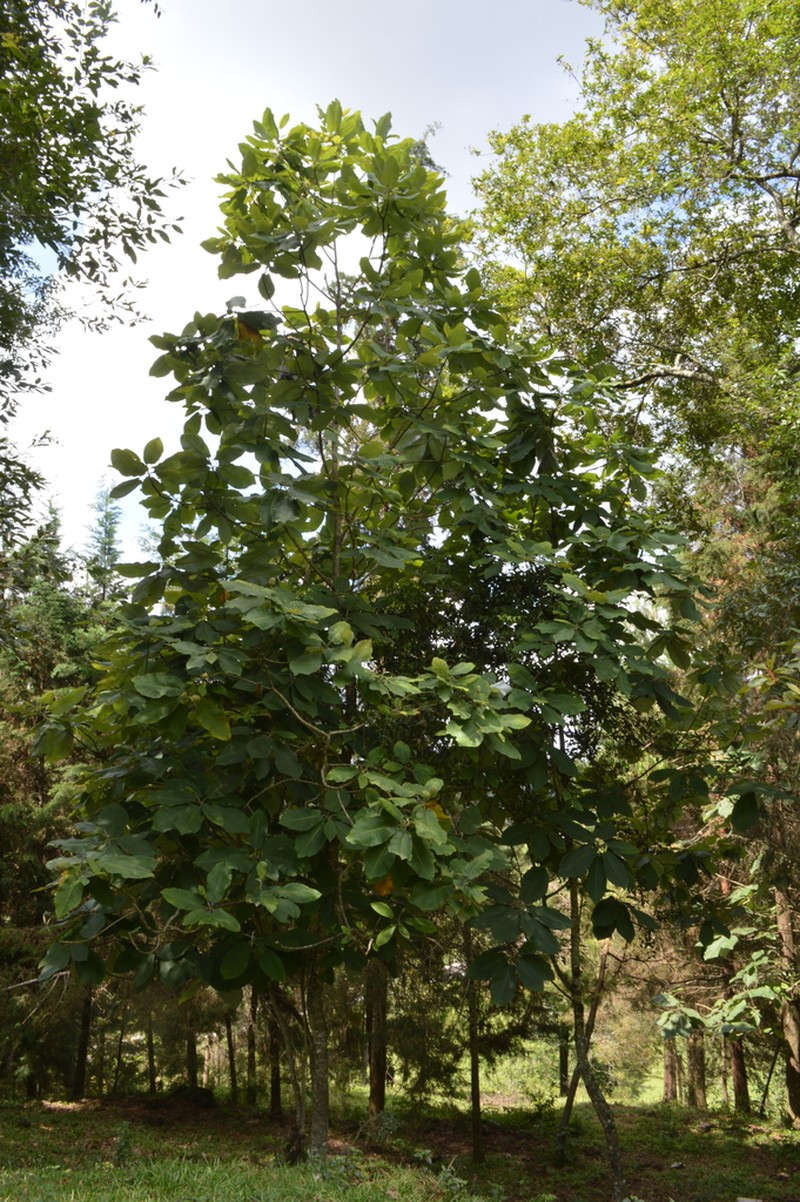 Cloudforest Magnolia photo 6