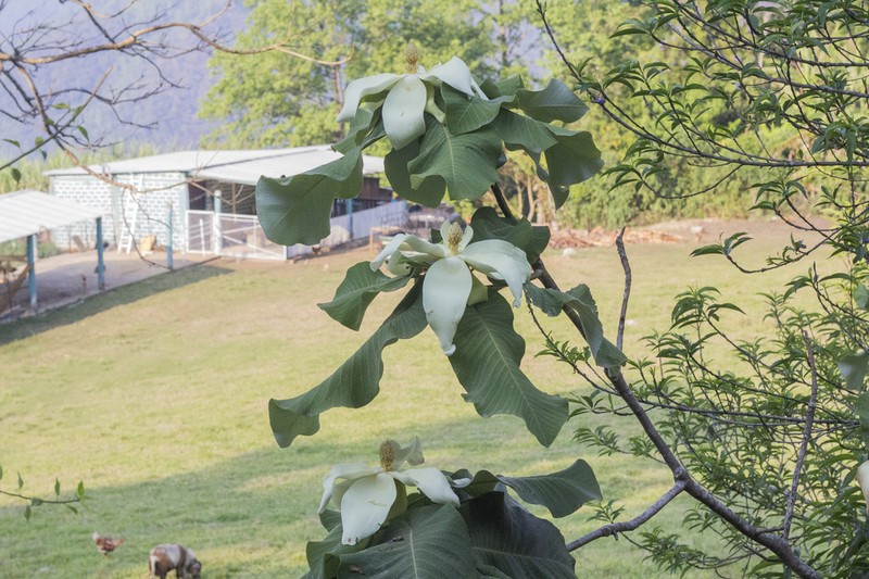 Cloudforest Magnolia photo 7