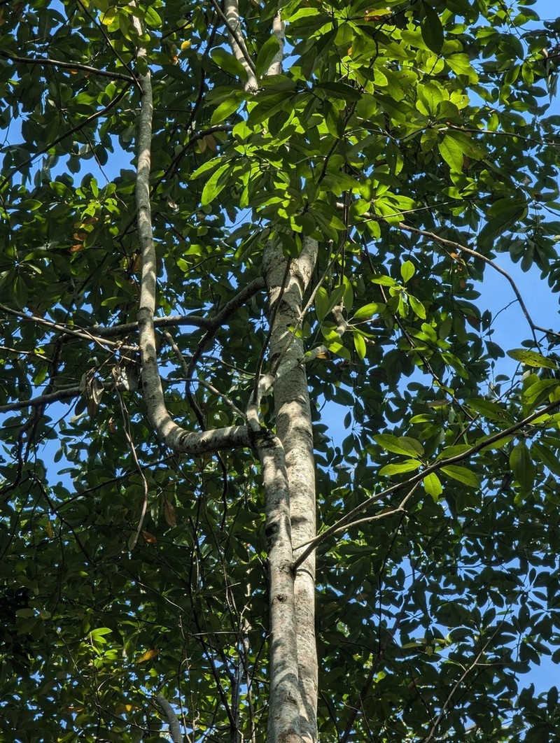 Magnolia decidua
