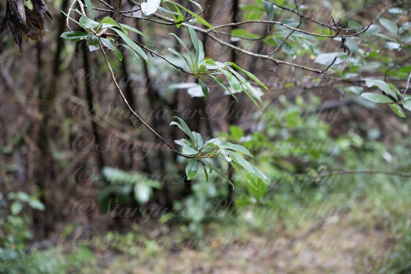 Magnolia decidua photo 2