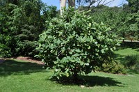 Magnolia delavayi