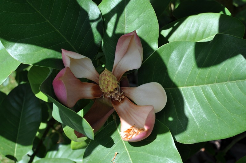 Magnolia delavayi photo 2
