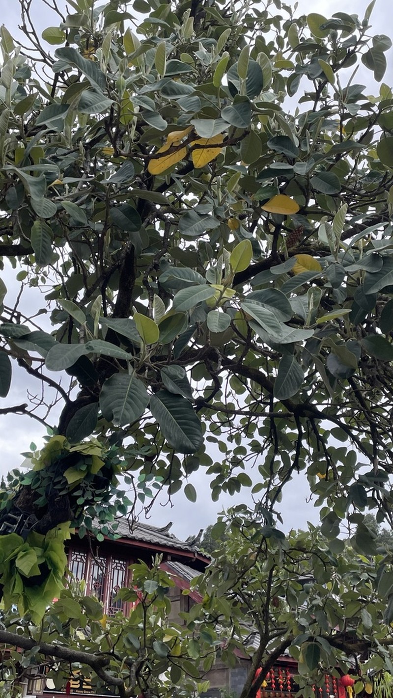 Magnolia delavayi photo 3