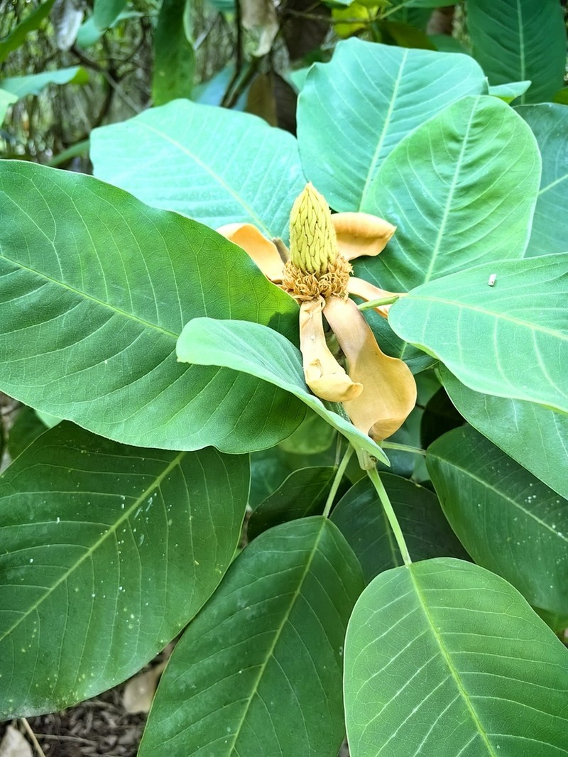 Magnolia delavayi photo 4