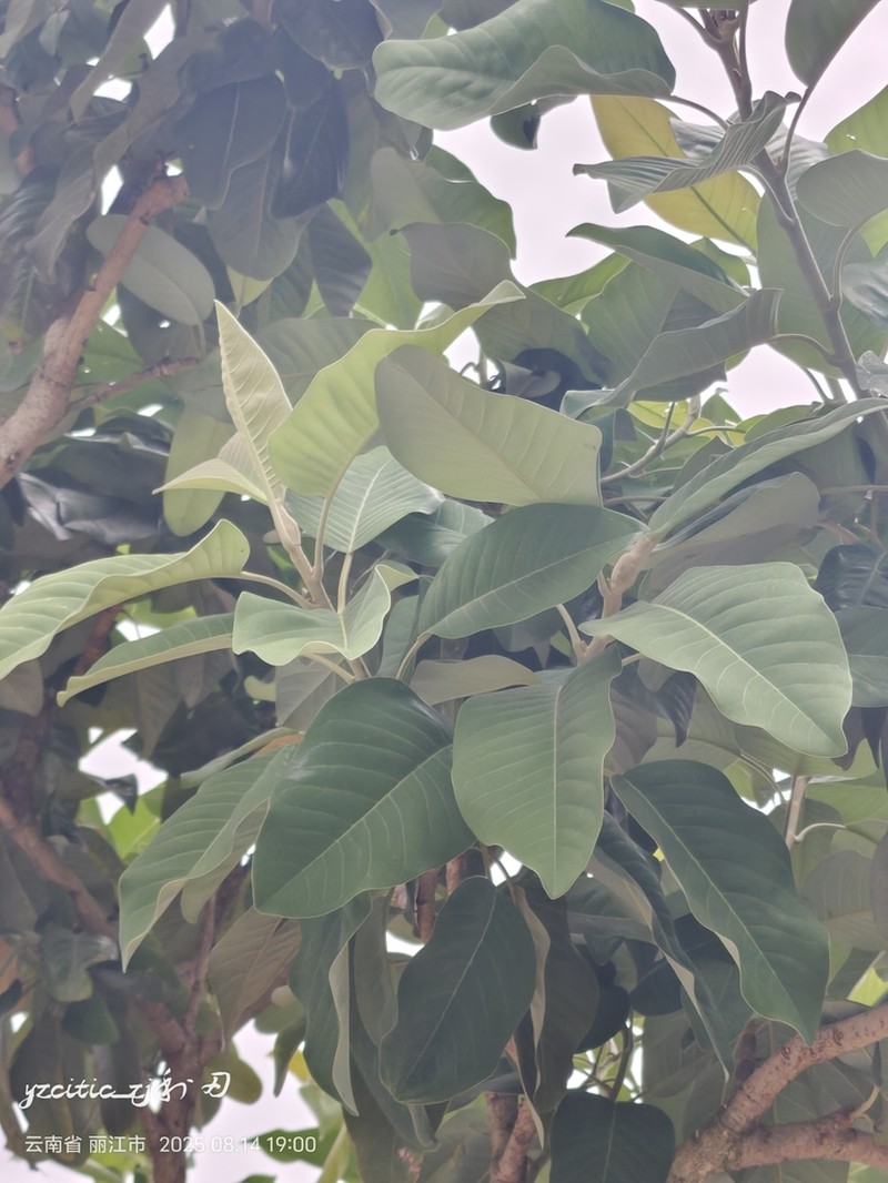 Magnolia delavayi photo 5