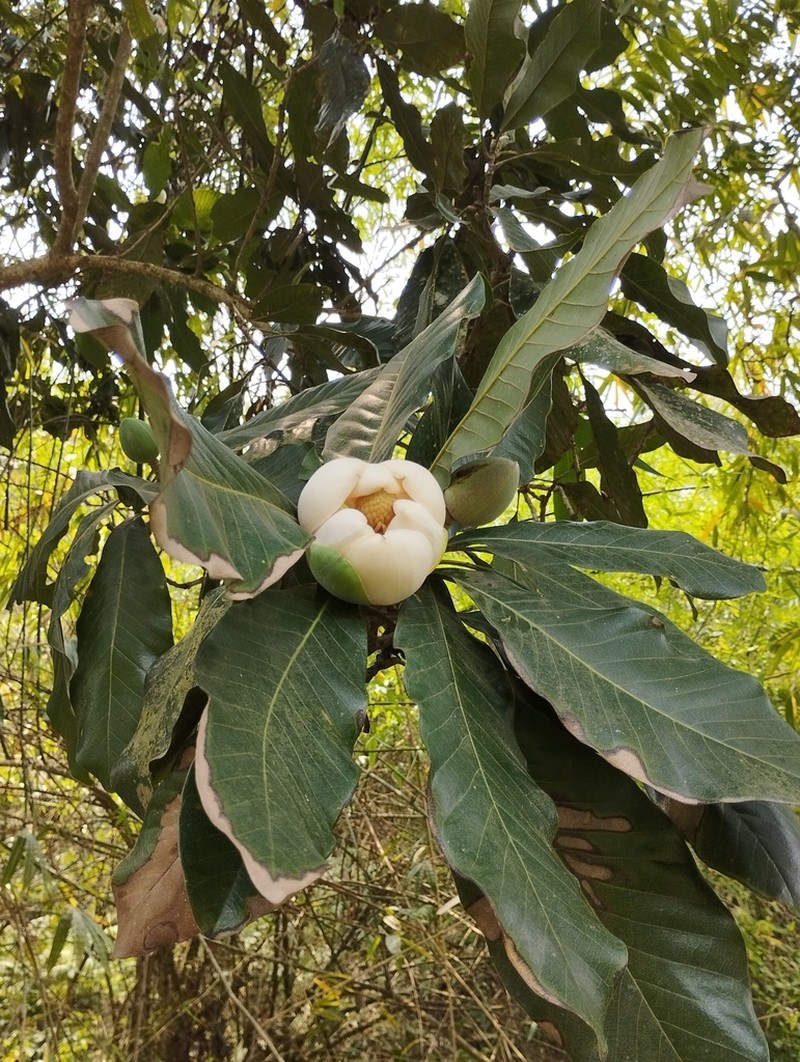 Magnolia delavayi photo 6
