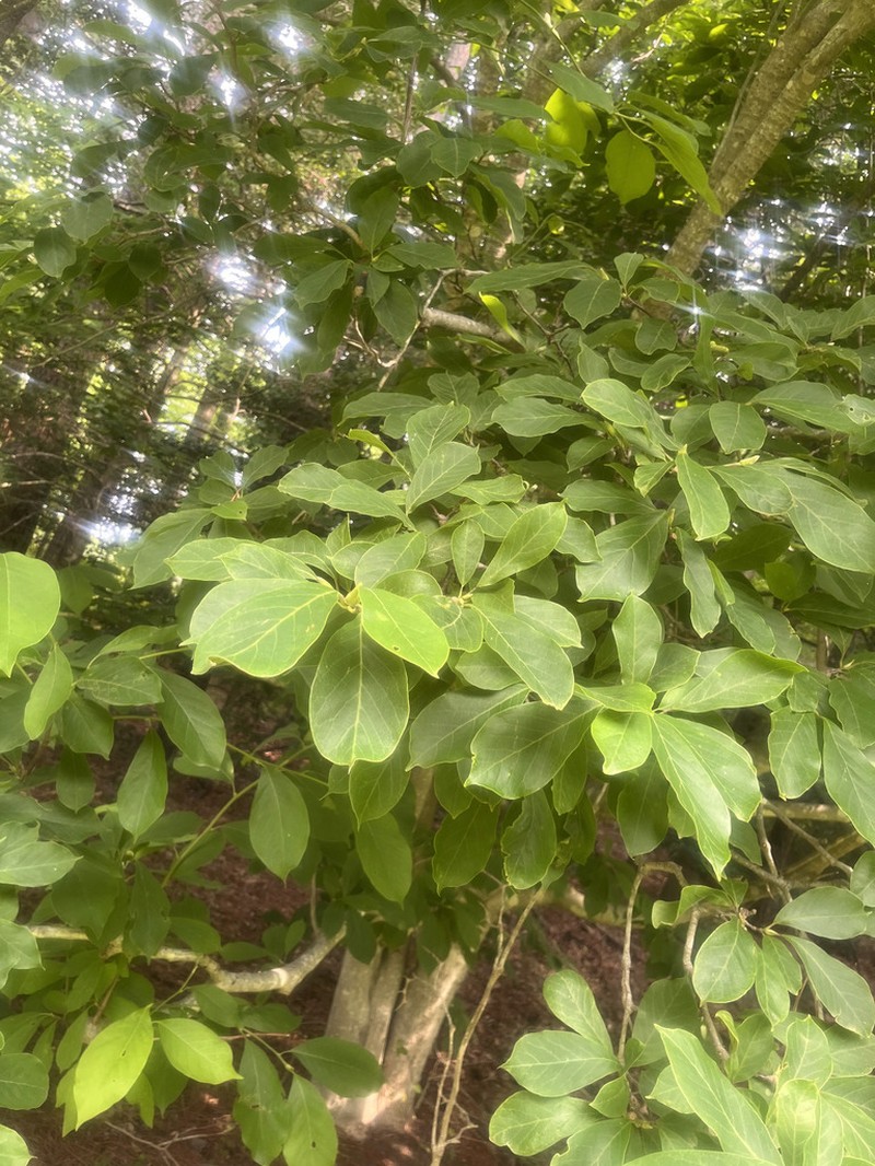 Magnolia delavayi photo 7