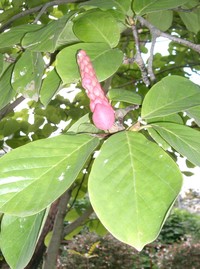 Lilytree