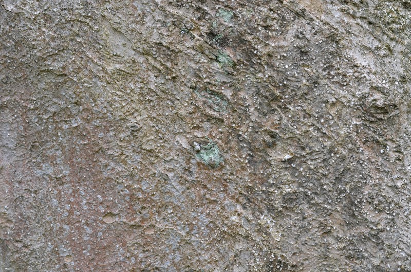Lilytree photo 2