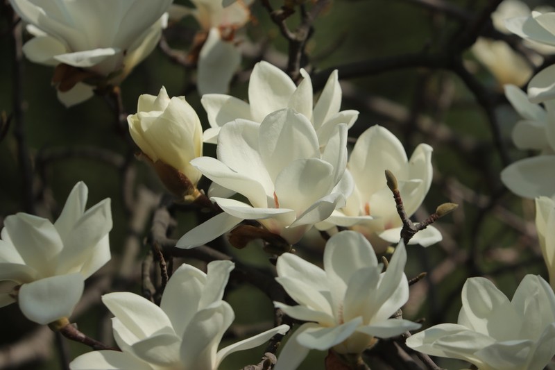 Lilytree photo 3