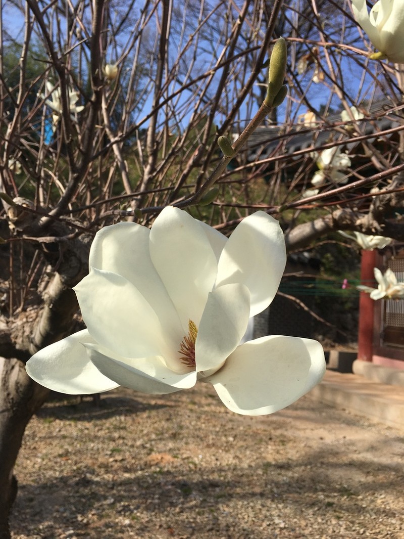 Lilytree photo 5