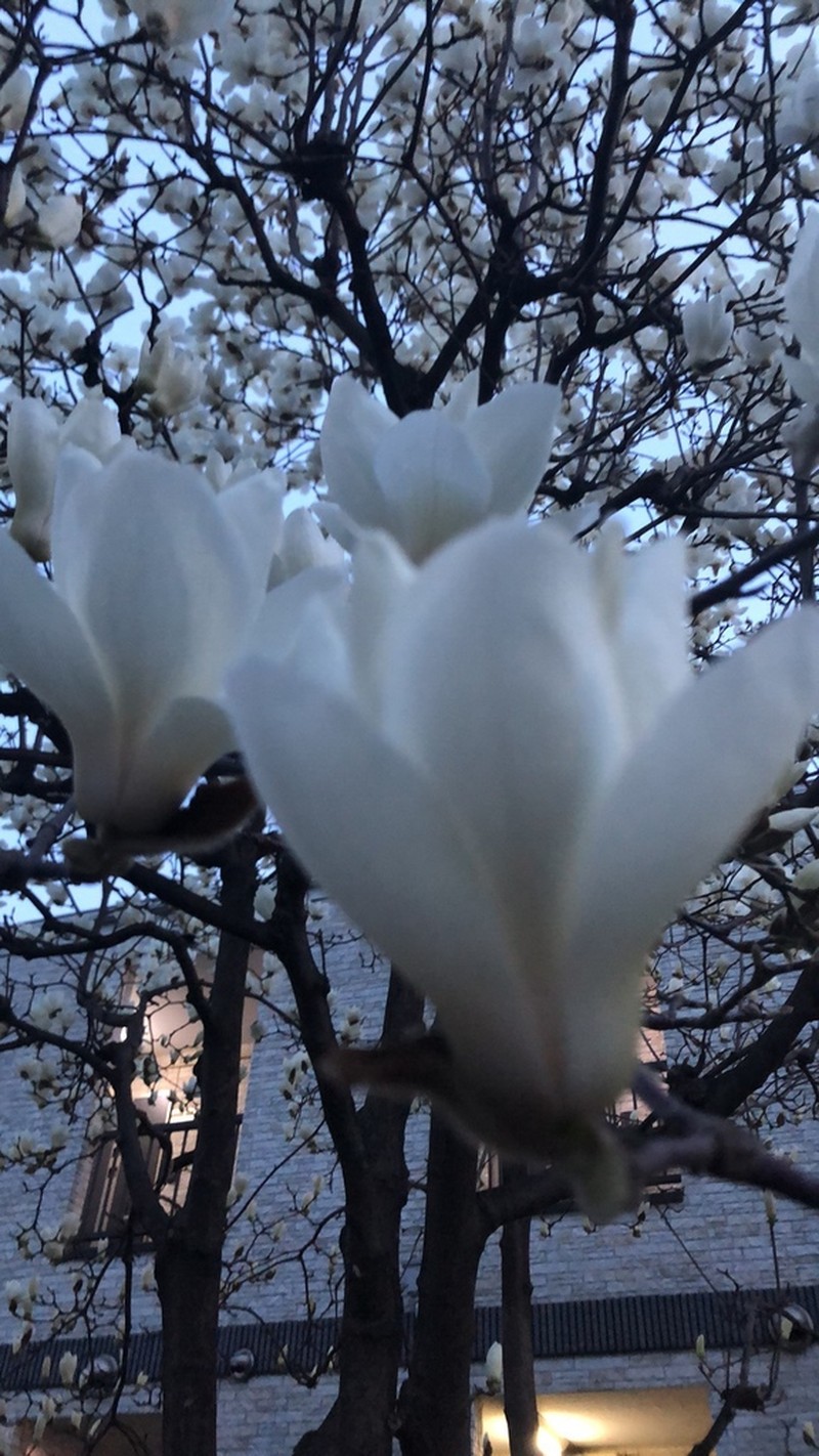 Lilytree photo 6
