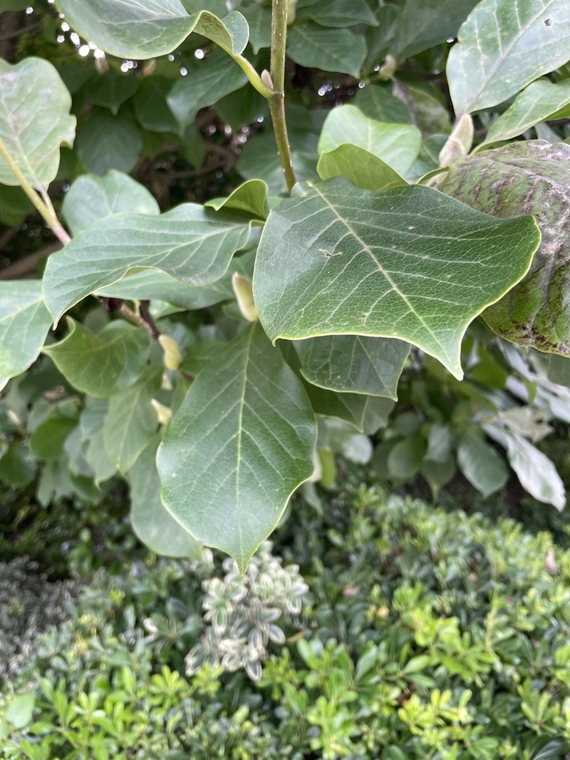 Lilytree photo 7