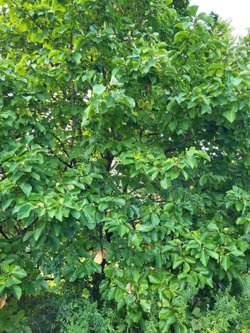 Lilytree photo 8