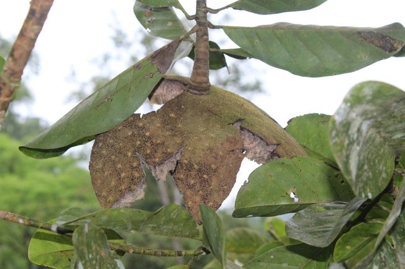Magnolia dixonii