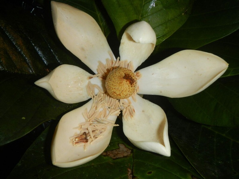 Magnolia dixonii photo 6