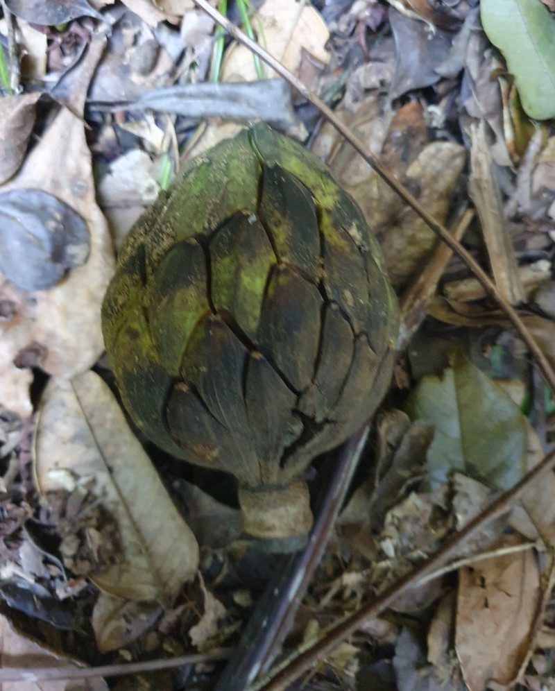 Magnolia dodecapetala photo 2