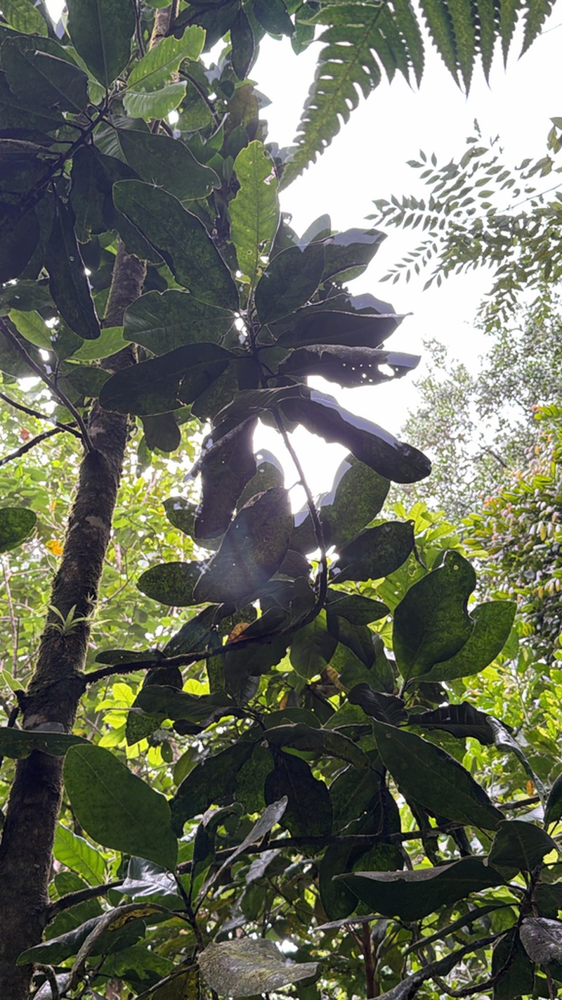 Magnolia dodecapetala photo 3