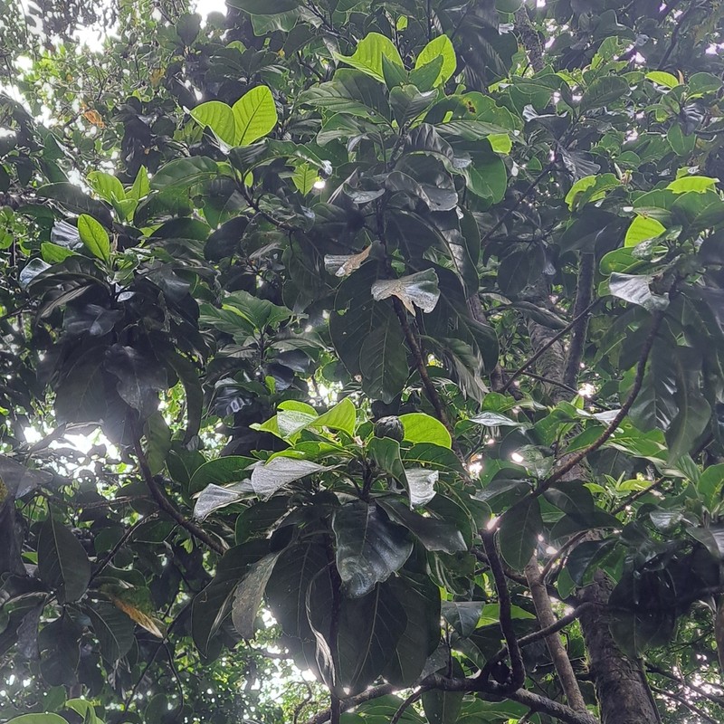 Magnolia dodecapetala photo 6