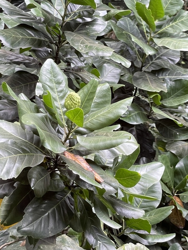 Magnolia dodecapetala photo 7