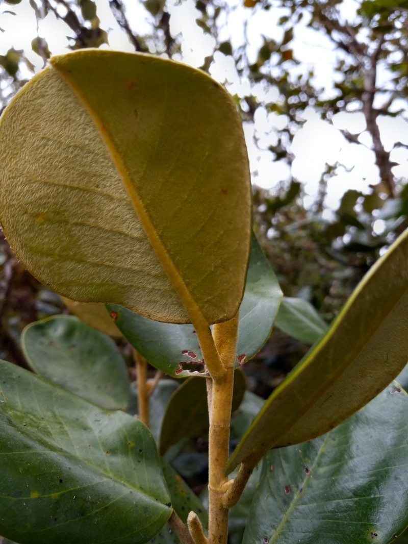 Magnolia domingensis photo 2
