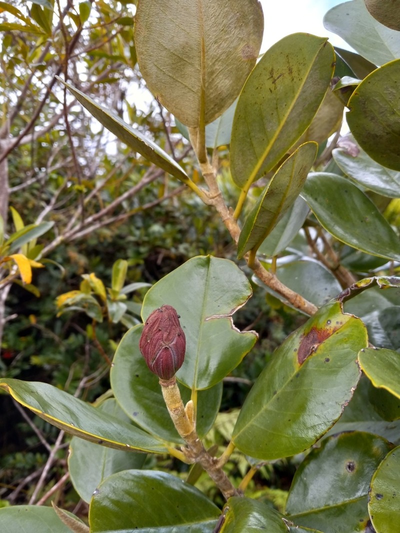 Magnolia domingensis photo 3