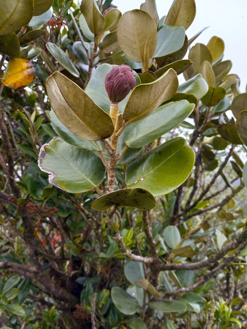 Magnolia domingensis photo 4