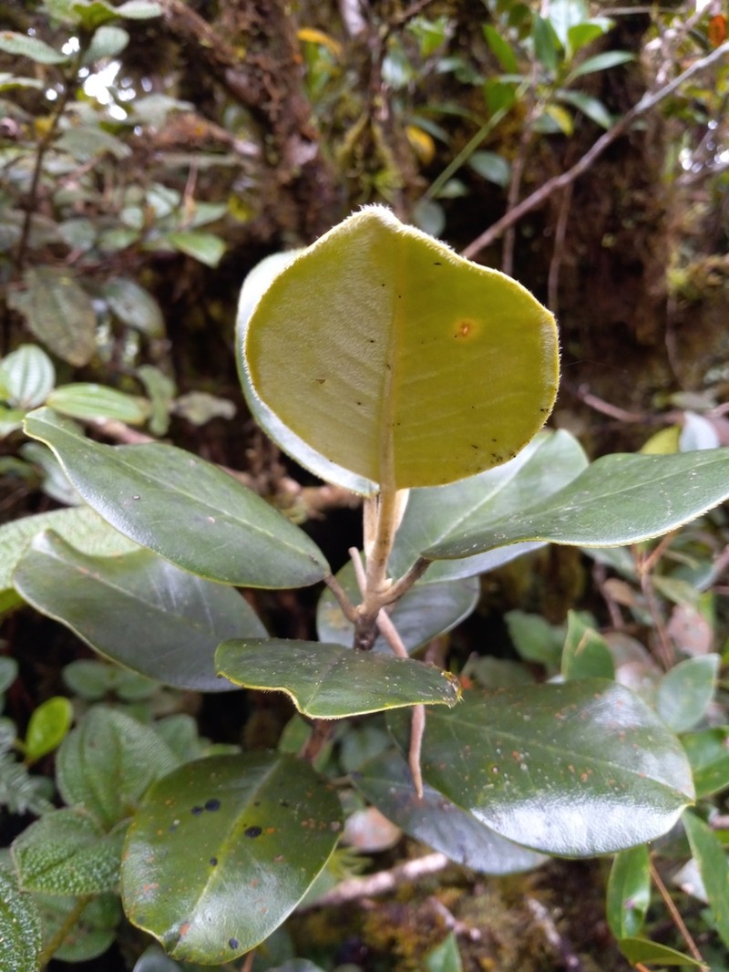 Magnolia domingensis photo 6