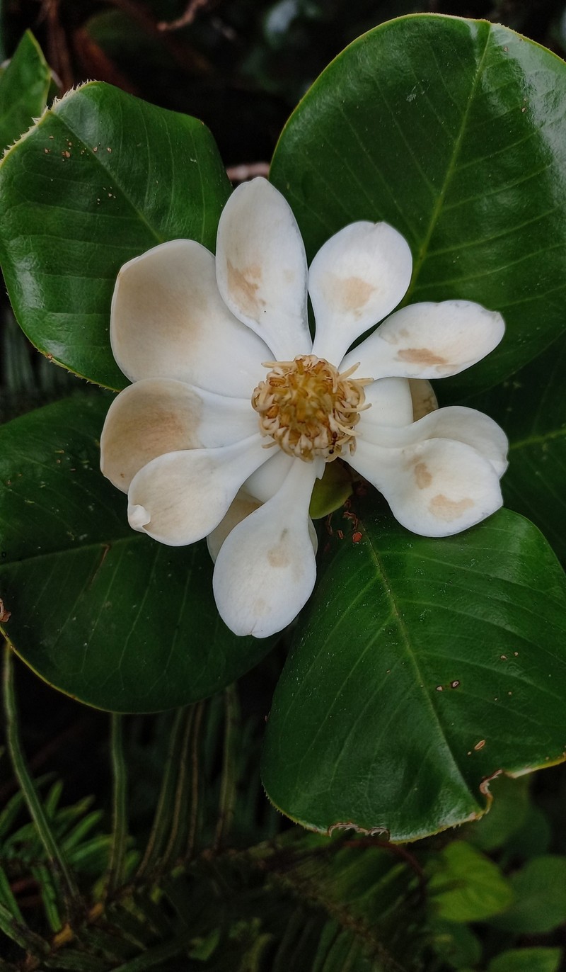 Magnolia domingensis photo 7