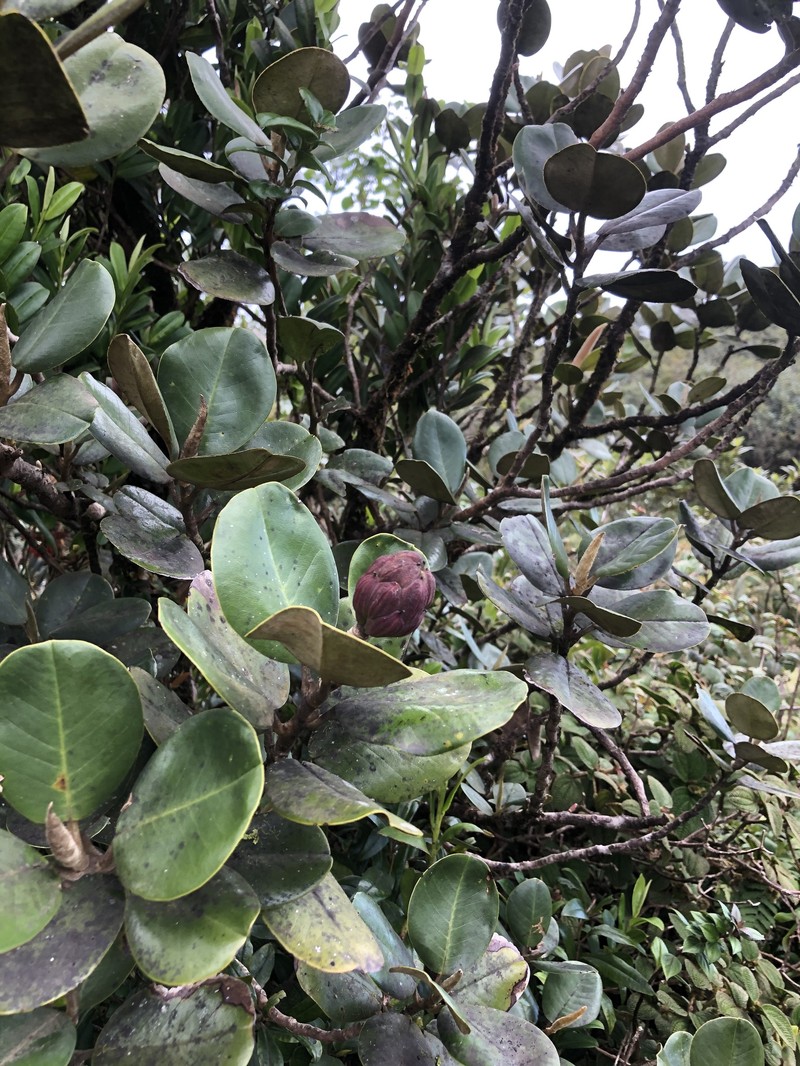 Magnolia domingensis photo 8