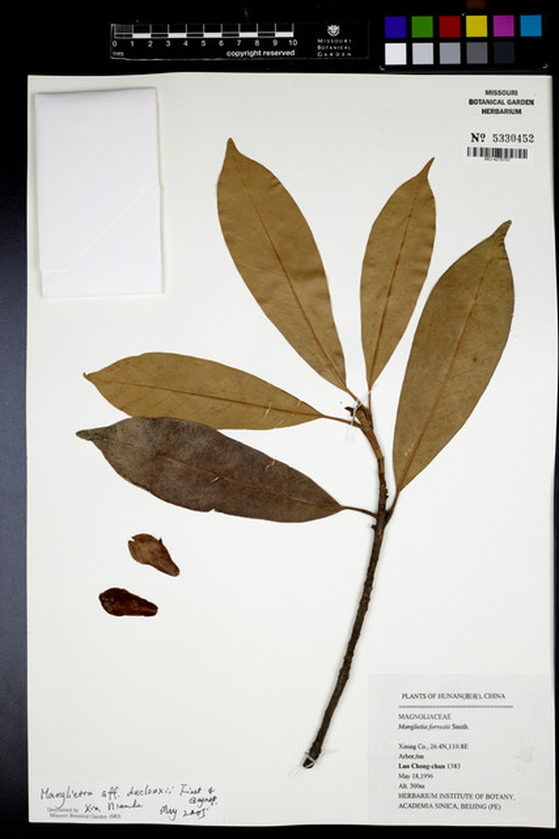 Magnolia duclouxii photo 2