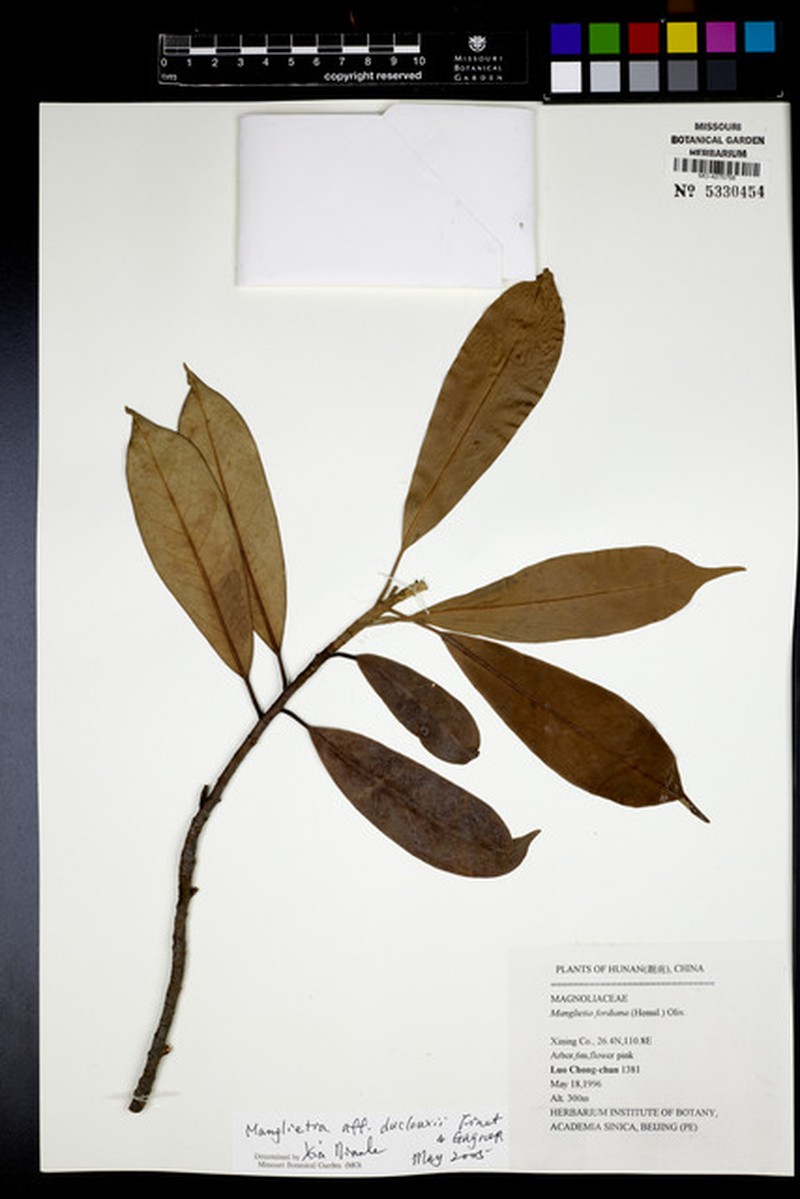Magnolia duclouxii photo 3