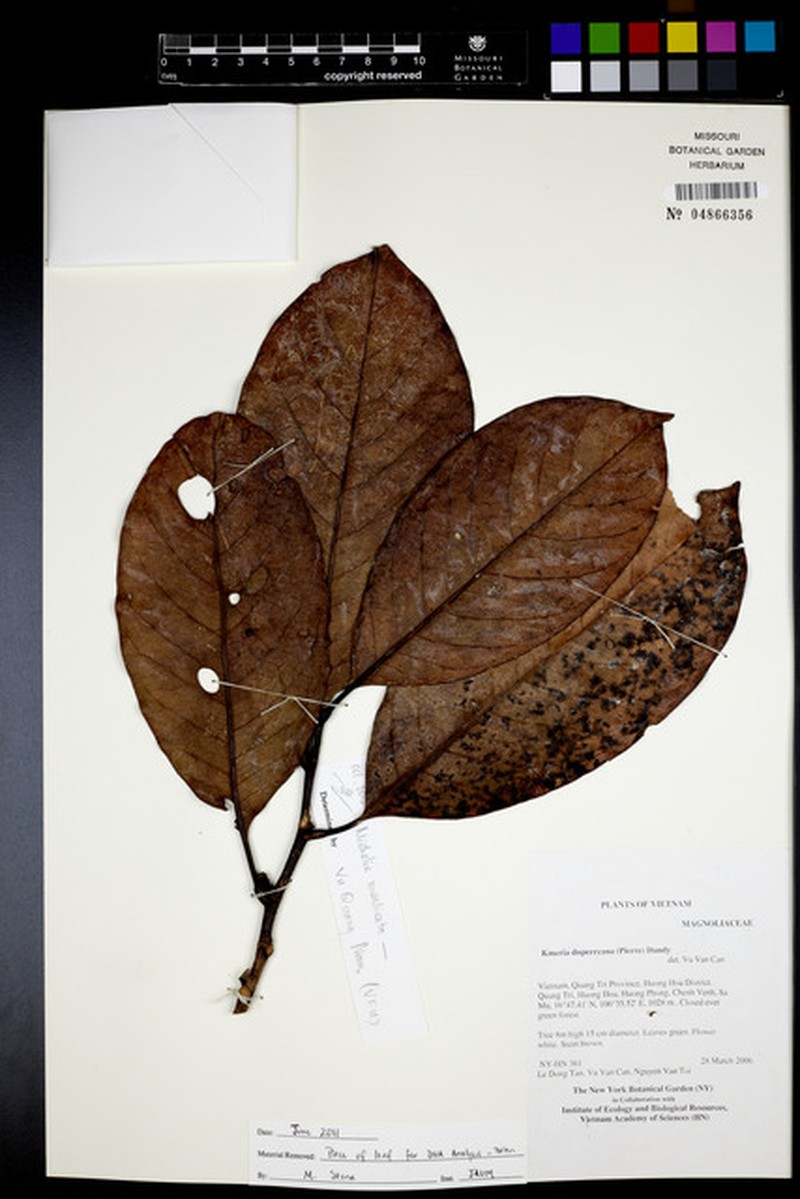 Magnolia duperreana
