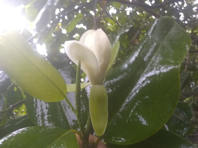 Magnolia ekmanii photo 2